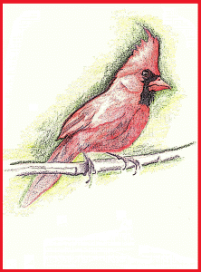 Male Cardinal sketch