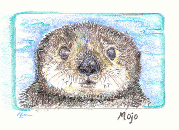 sea otter sketch