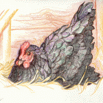 Colored pencil sketch of hen on nest