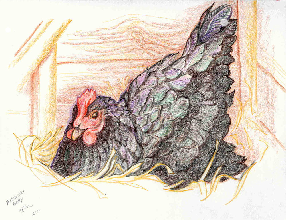 Colored pencil sketch of hen on nest