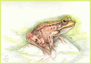 Sketch of Red Legged Frog