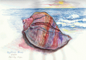 Seashell sketch