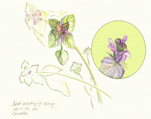 Sketch and closeup of henbit weeds