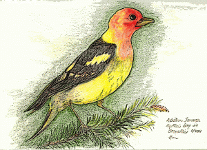 colored pencil sketch of Western Tanager
