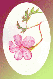 Sketch of wild geranium single blossom