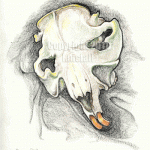 sketch of beaver skull
