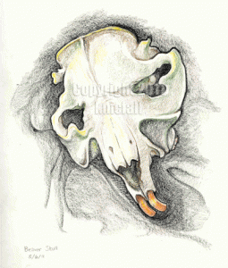 sketch of beaver skull