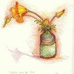 Sketch of poppies in hand thrown vase