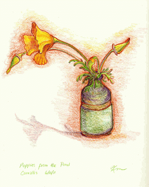Sketch of poppies in hand thrown vase