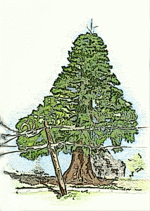 sketch of redwood tree and leaning pole