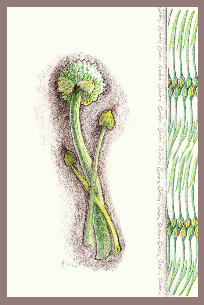 colored pencil sketch of onion blossoms