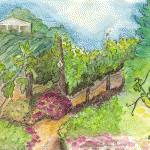 sketch of vineyard