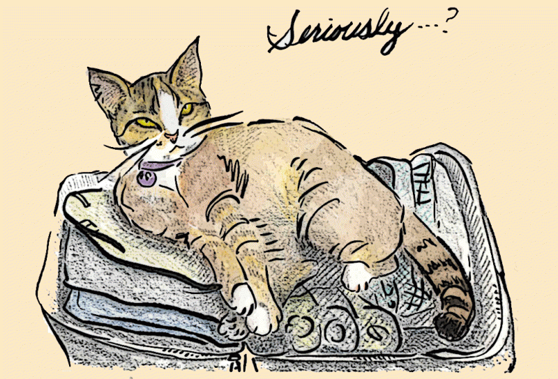 sketch of annoyed cat in suitcase