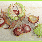 Sketch of chestnuts