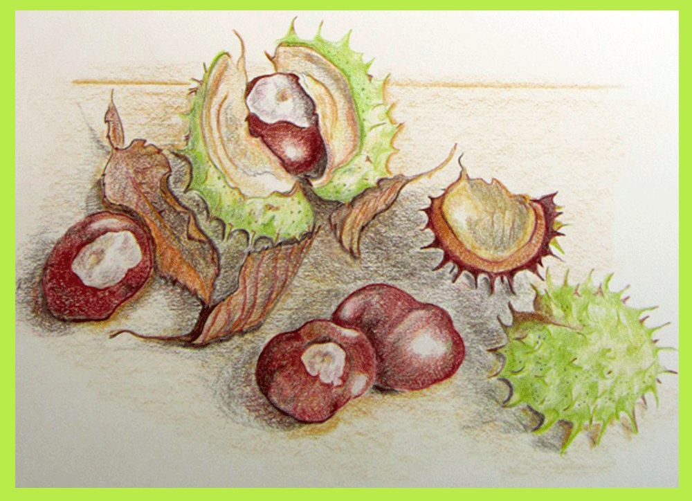 Sketch of chestnuts