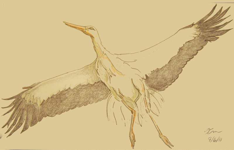 sketch of white stork in flight