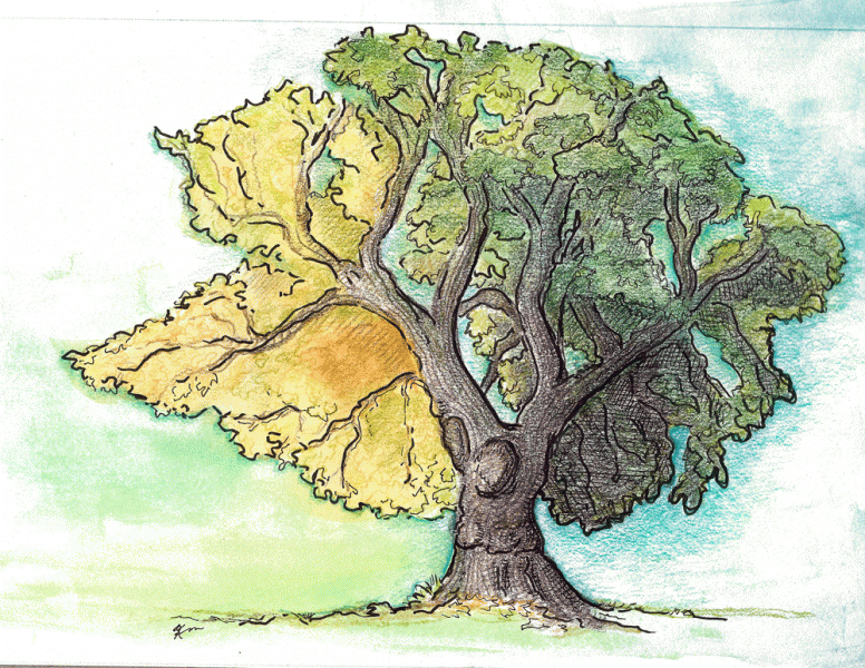 sketch of oak