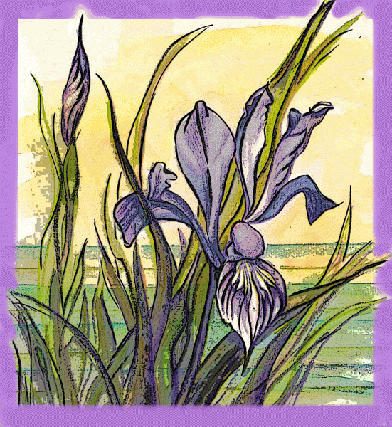 Sketch of wild iris