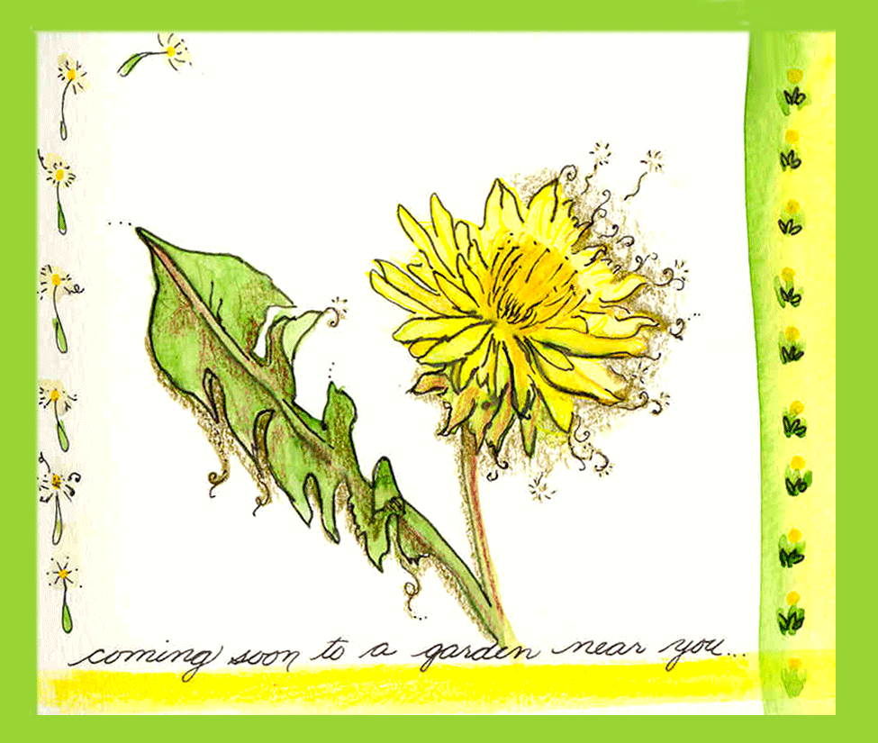 dandelion sketch