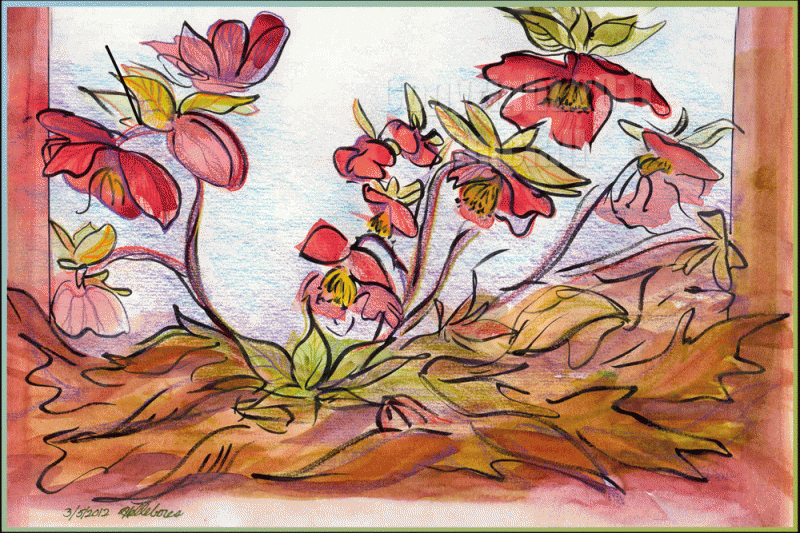 sketch of helleborus