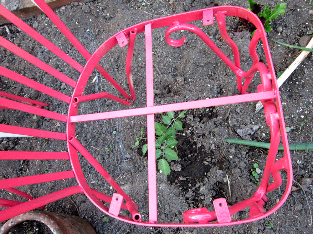 chair as tomato cage