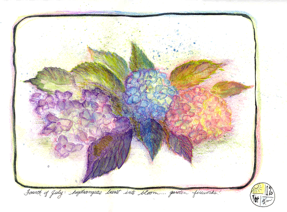 sketch of hydrangea blossoms