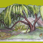 sketch of weeping tree over pond