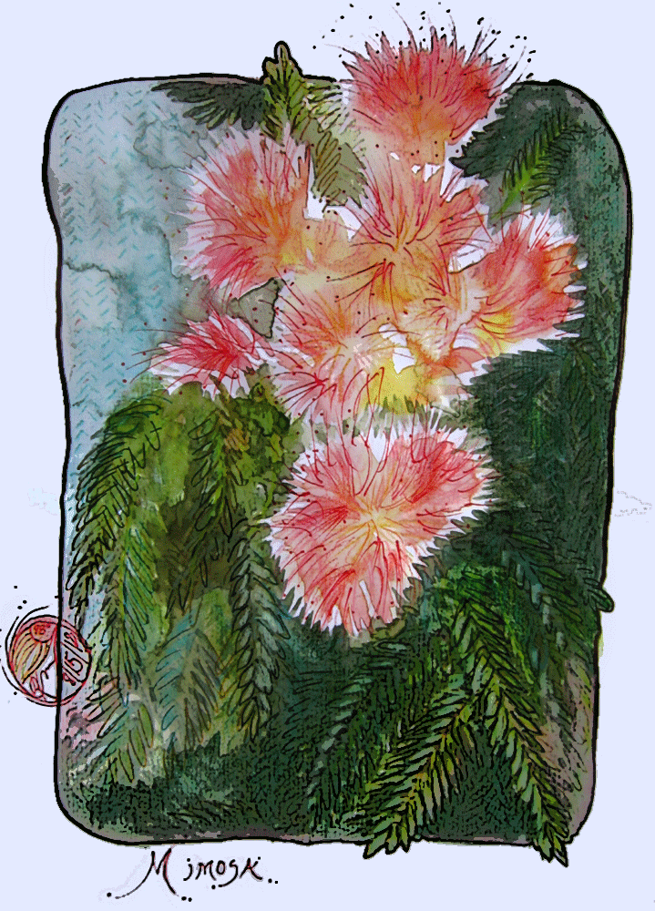 sketch of mimosa blossom