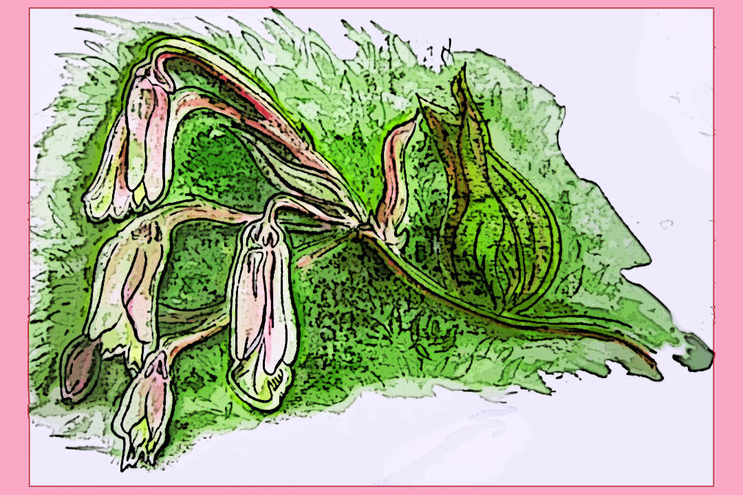 sketch of green and pink flowers