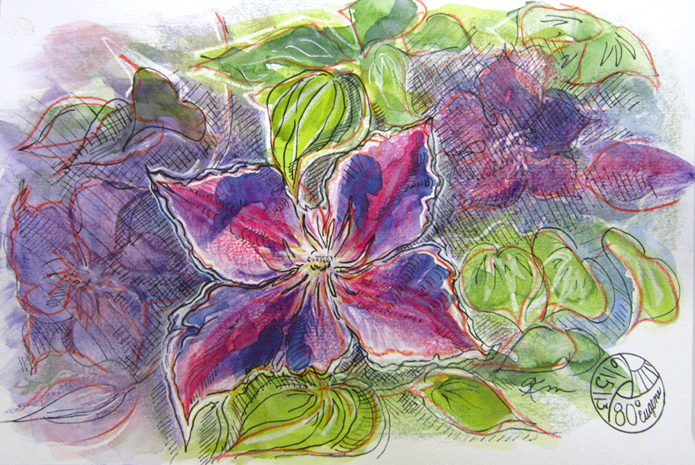 sketch of purple clematis