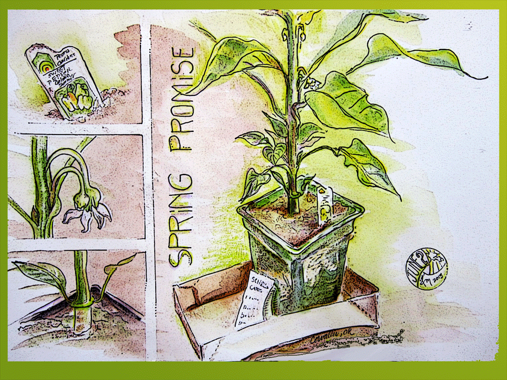 sketch of pepper plant
