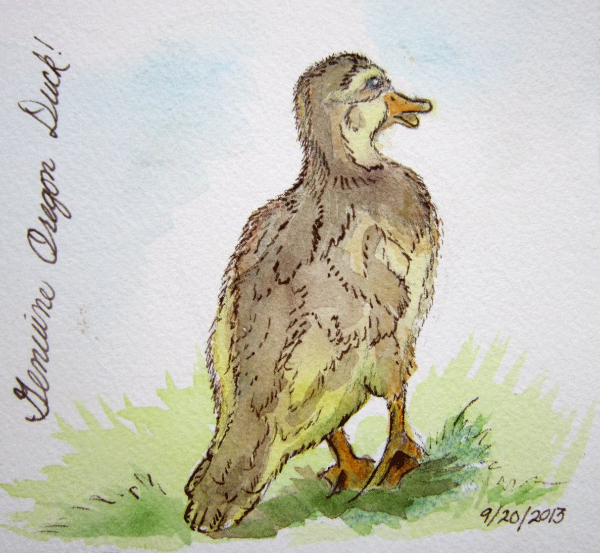 sketch of mallard duckling