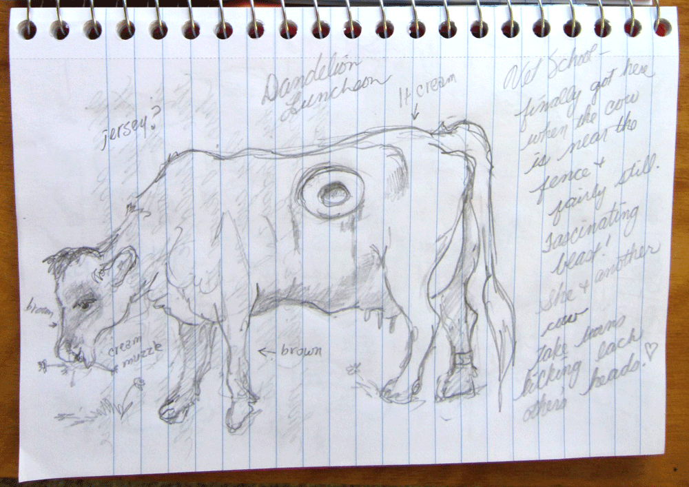 Vet School Cow, pencil sketch by Kerry McFall