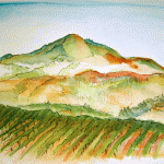 vineyard sketch