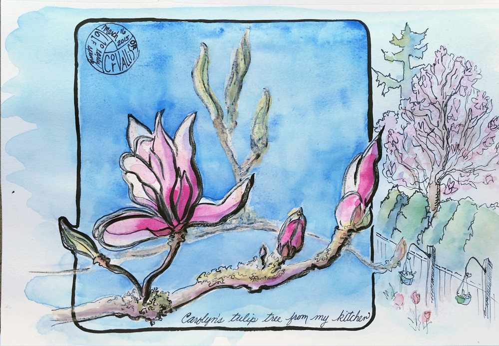 drawing/painting of tulip tree