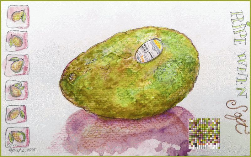 sketch of avocado with decorative borders