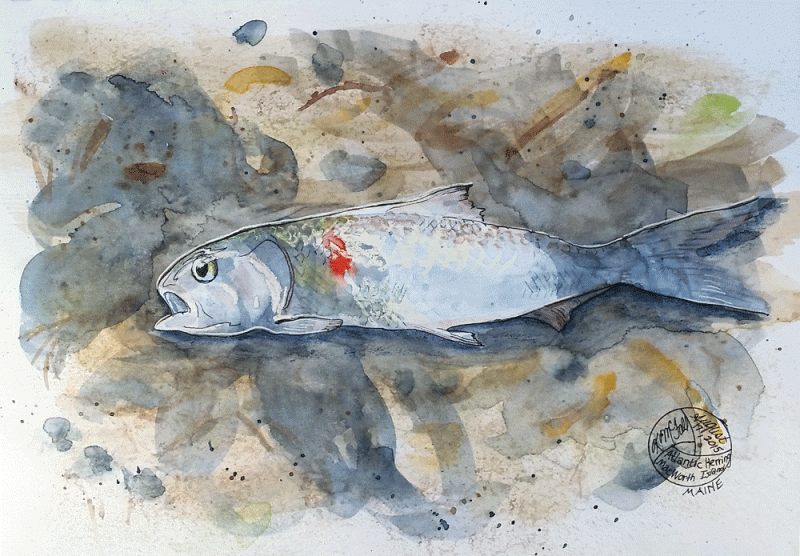 "Herring from Heaven", mixed media by Kerry McFall, copyright 2015