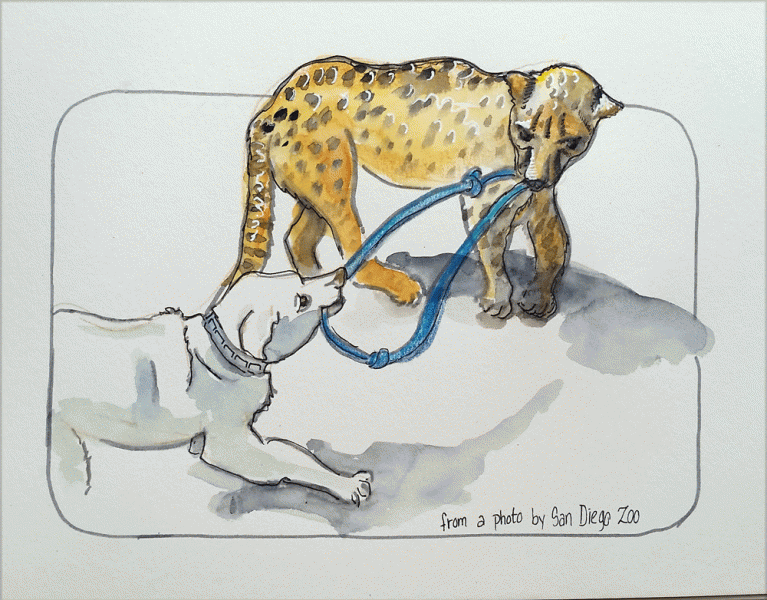 "Cheetah's Companion Dog", mixed media by Kerry McFall, based on photo by San Diego Zoo