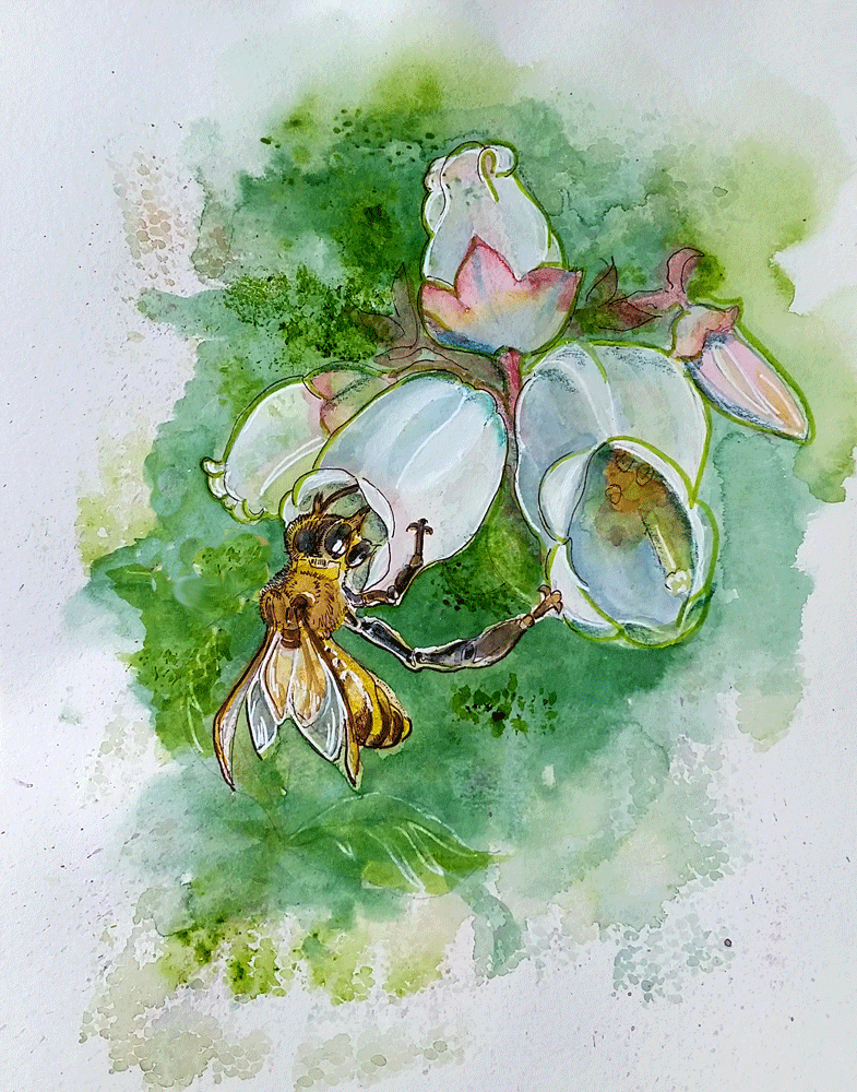 painted sketch of bee on blueberry blossoms
