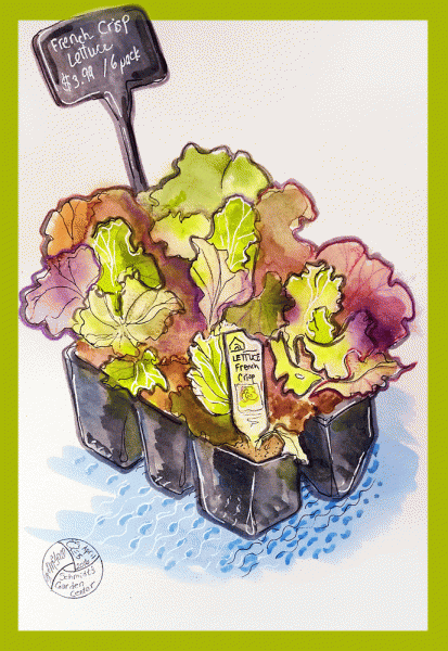 "Lettuce French Crisp", mixed media by Kerry McFall, prints $25