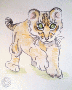 "TigerCubSketch", mixed media by Kerry McFall, NFS, photo credit San Diego zoo