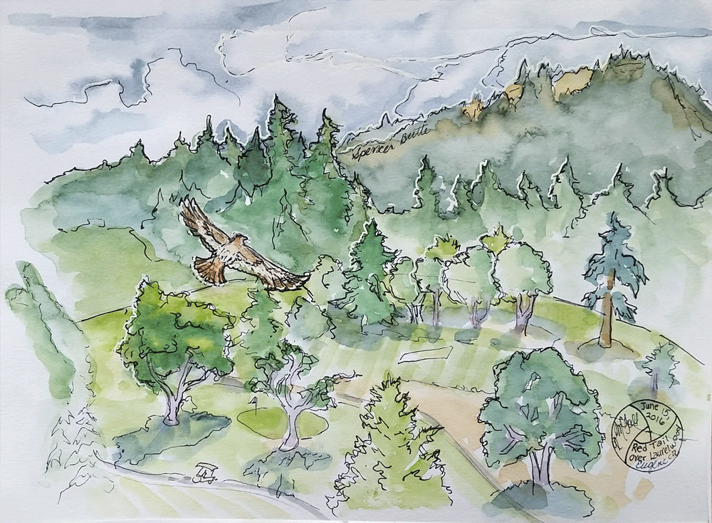 "Red Tail Hawk over Laurelwood Golf Course", mixed media by Kerry McFall