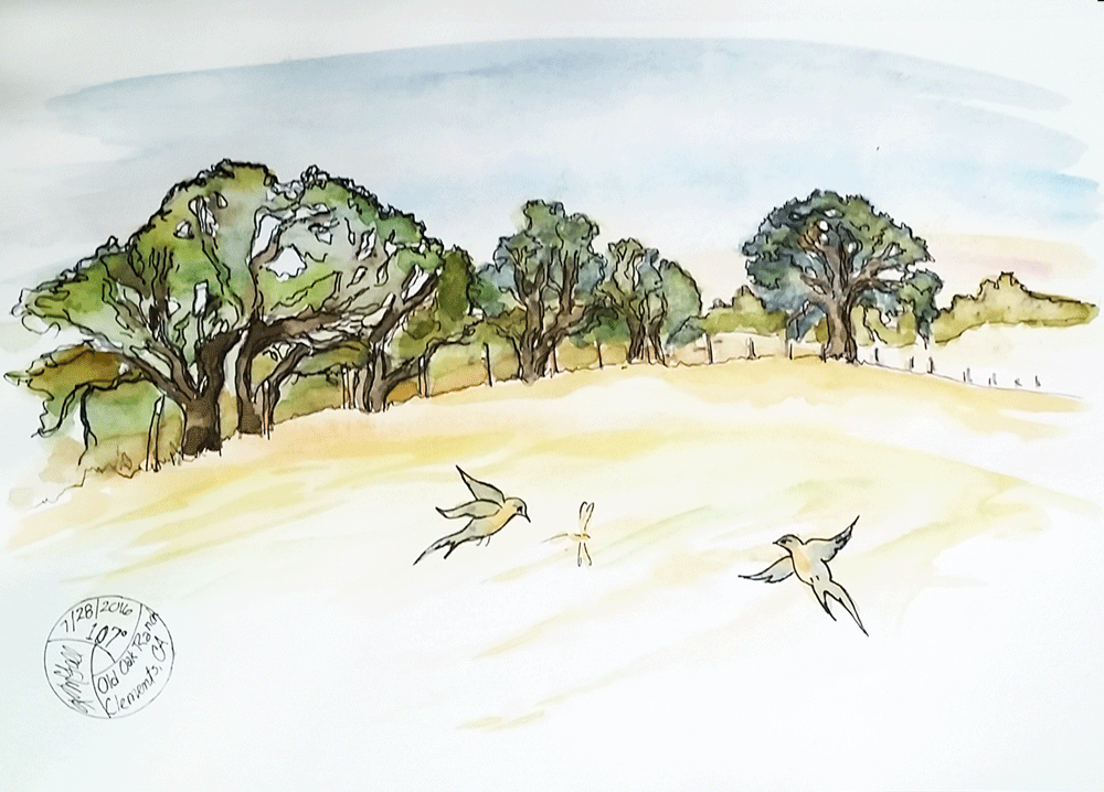 oaks, swallows sketch