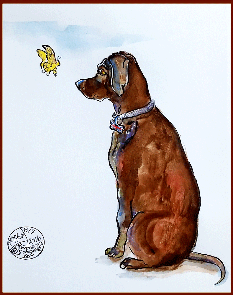 chocolate lab with butterfly