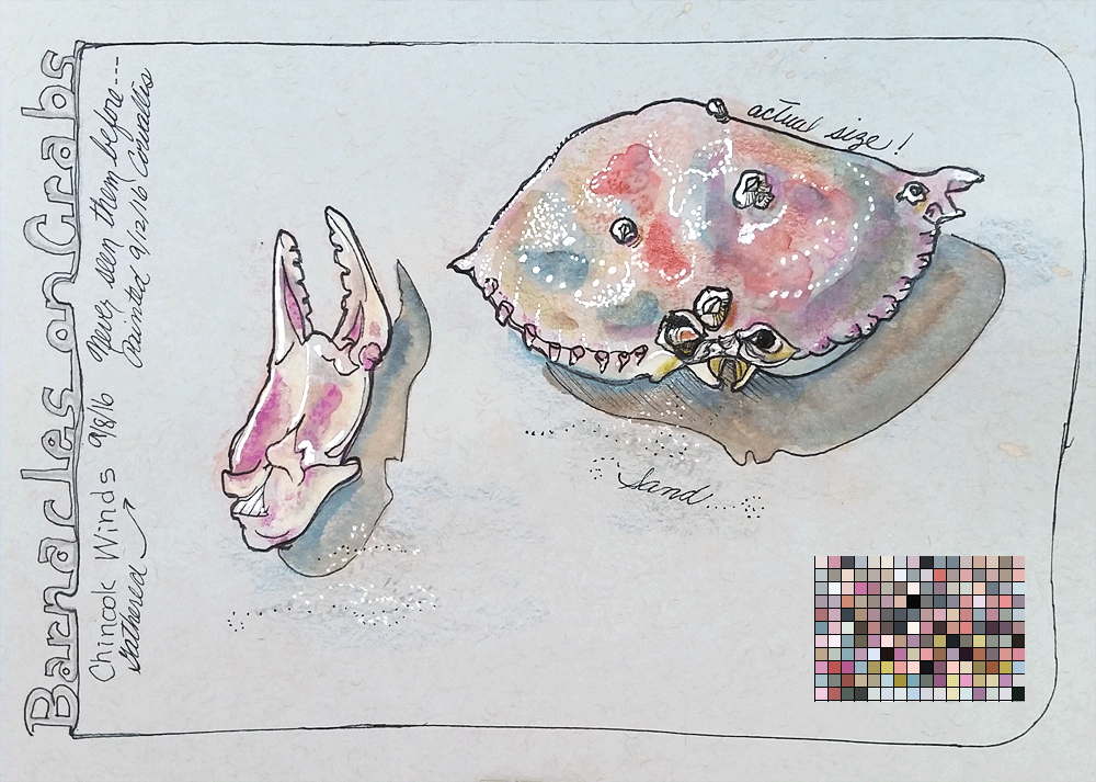 "Crab Shell with Barnacles", mixed media on toned paper by Kerry McFall
