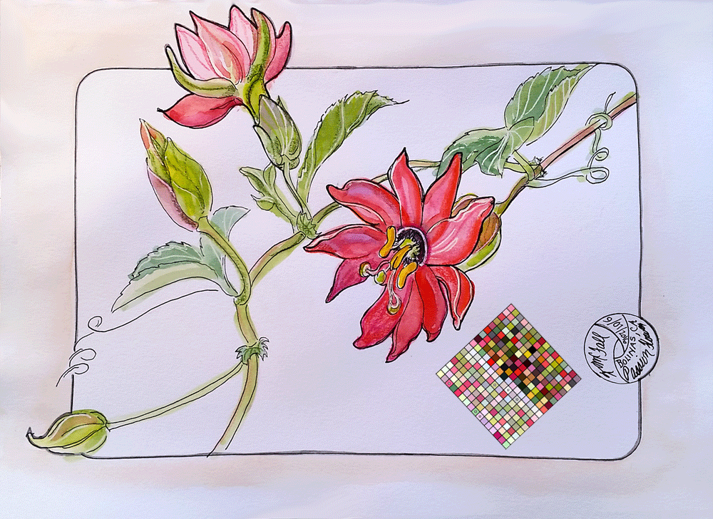 "Passion Flower Vine", mixed media by Kerry McFall, 8 x 10 prints $25