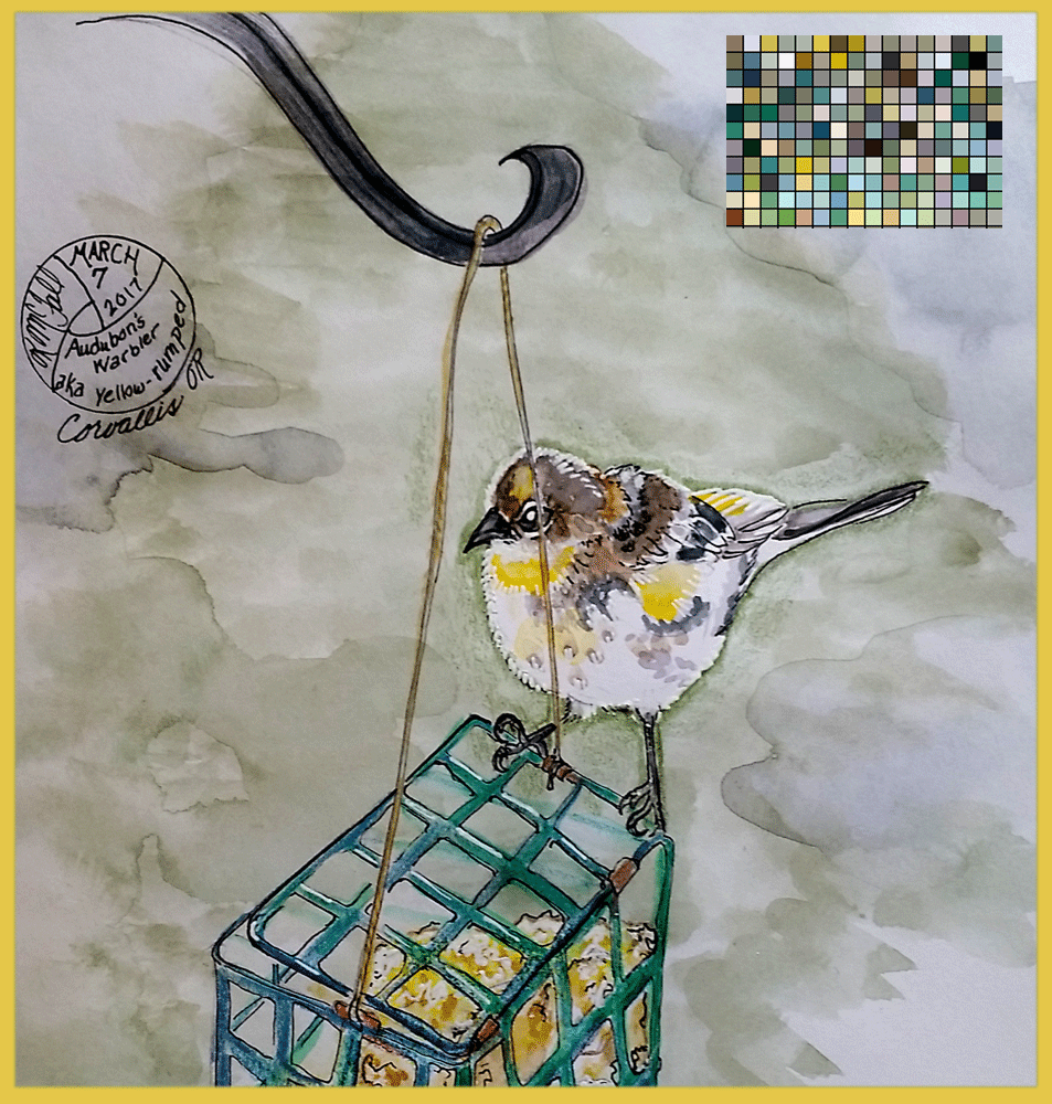 Sketch of Audubon's warbler on suet feeder