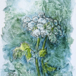 painting of cow parsnip